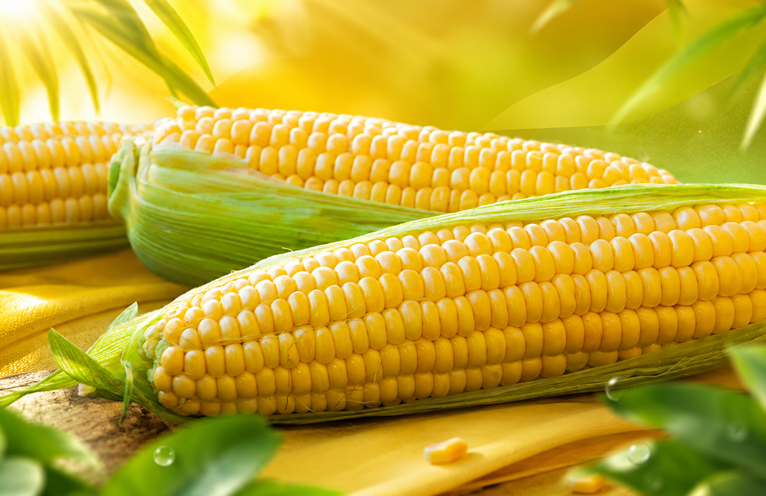 Yellow Maize